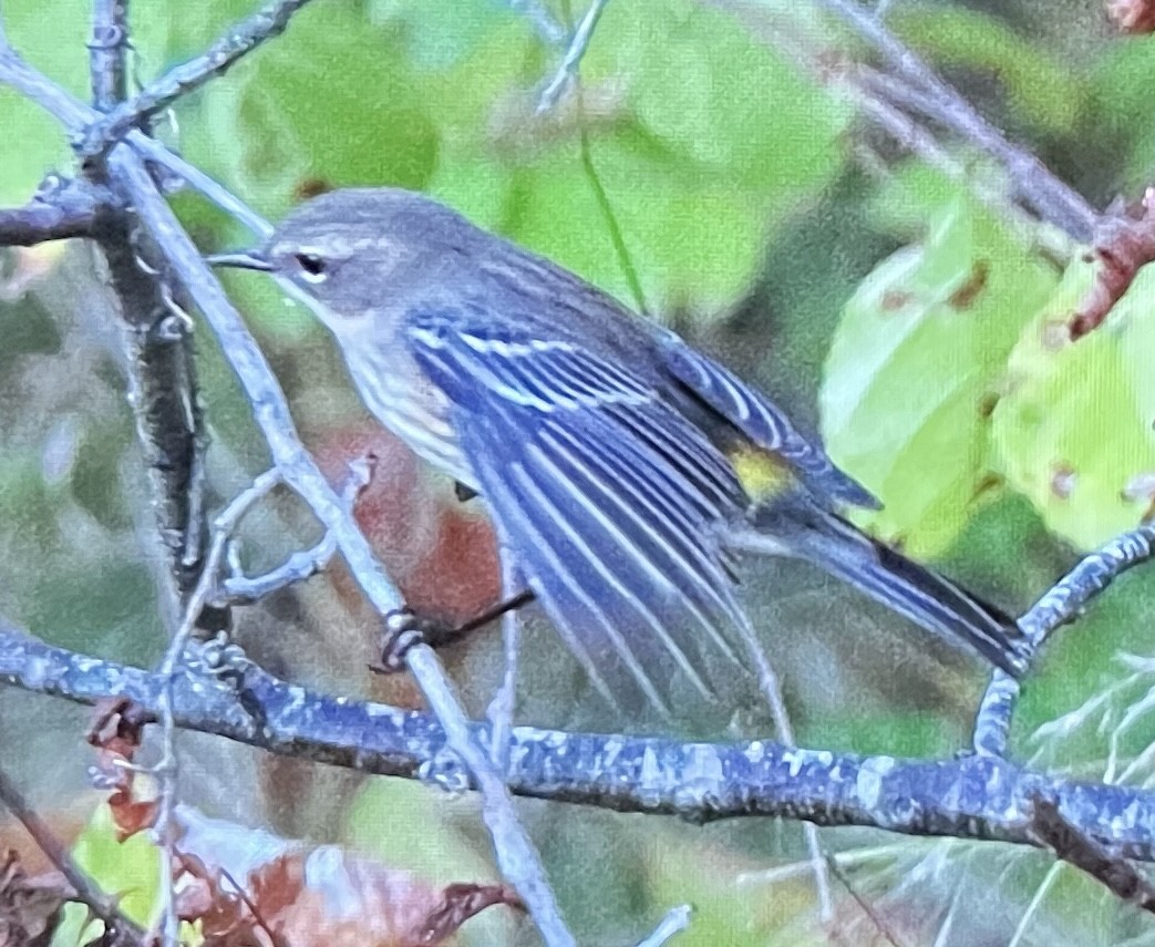 Yellow-rumped Warbler - ML643209211