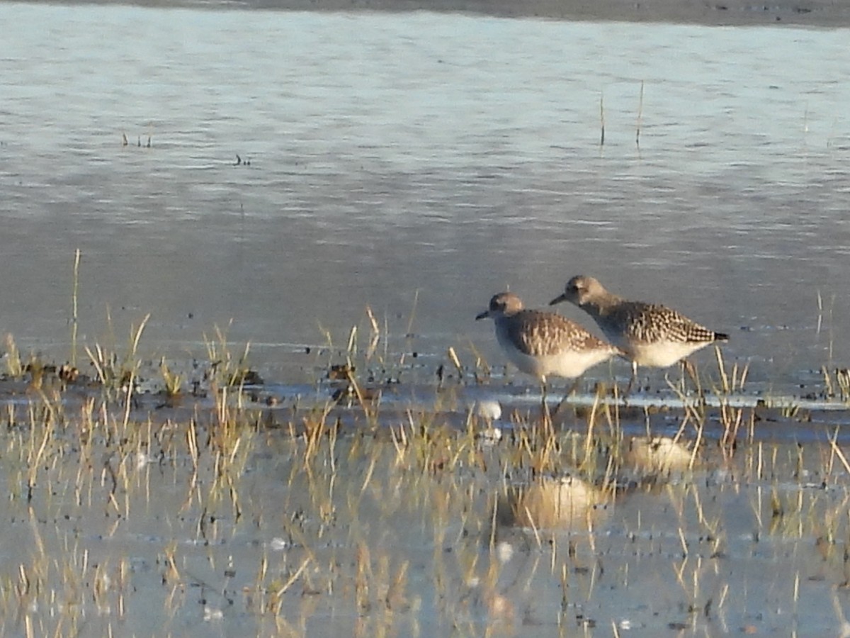 Black-bellied Plover - ML643209212