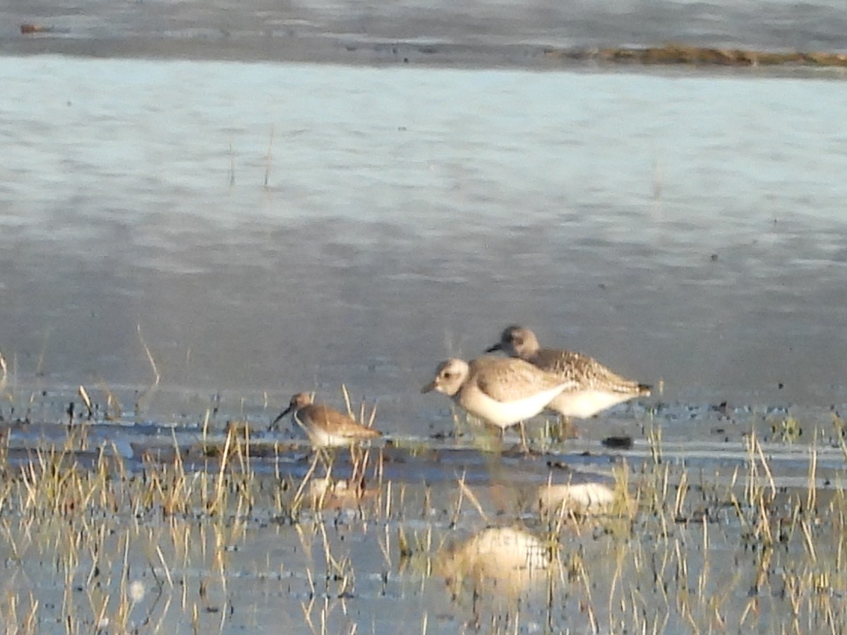 Black-bellied Plover - ML643209213