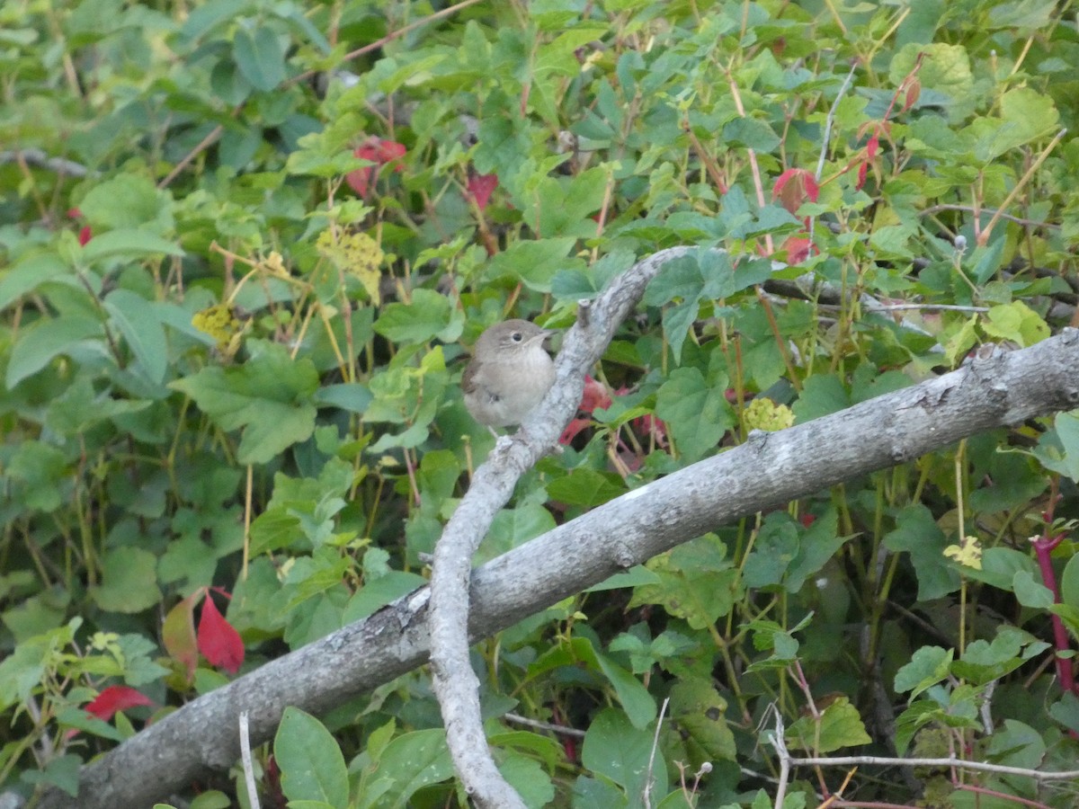 Northern House Wren - ML643209214