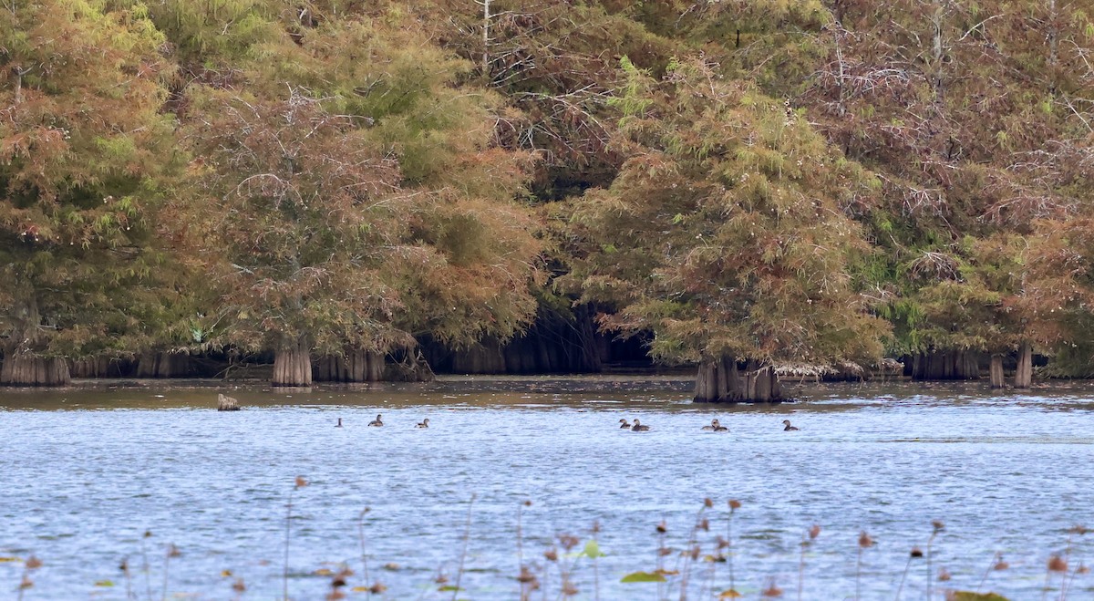 Pied-billed Grebe - ML643209215