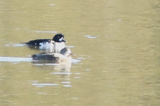 Barrow's Goldeneye - ML643209216
