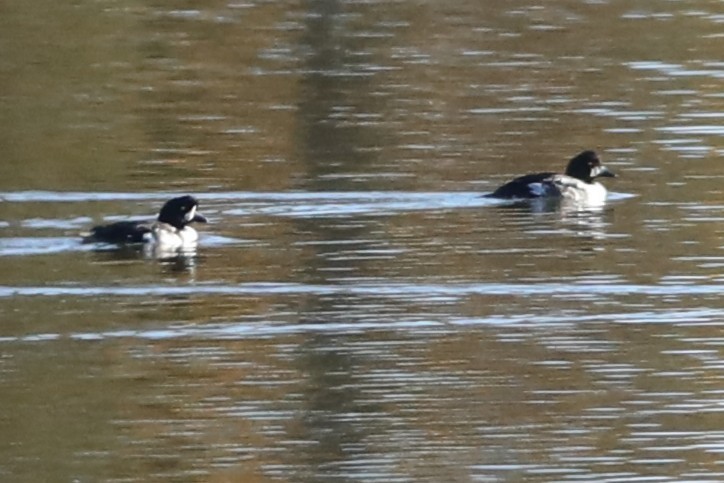 Barrow's Goldeneye - ML643209217