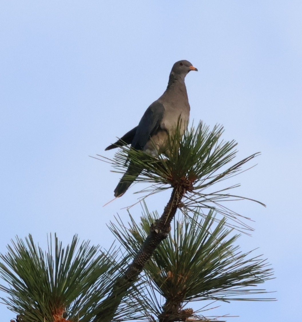 Band-tailed Pigeon - ML643209218