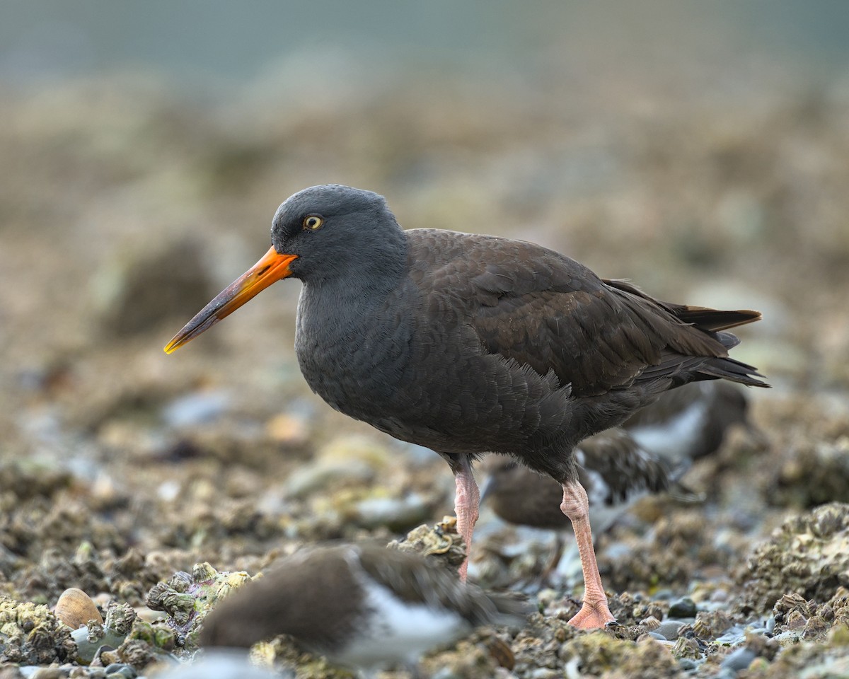 Black Oystercatcher - ML643209219