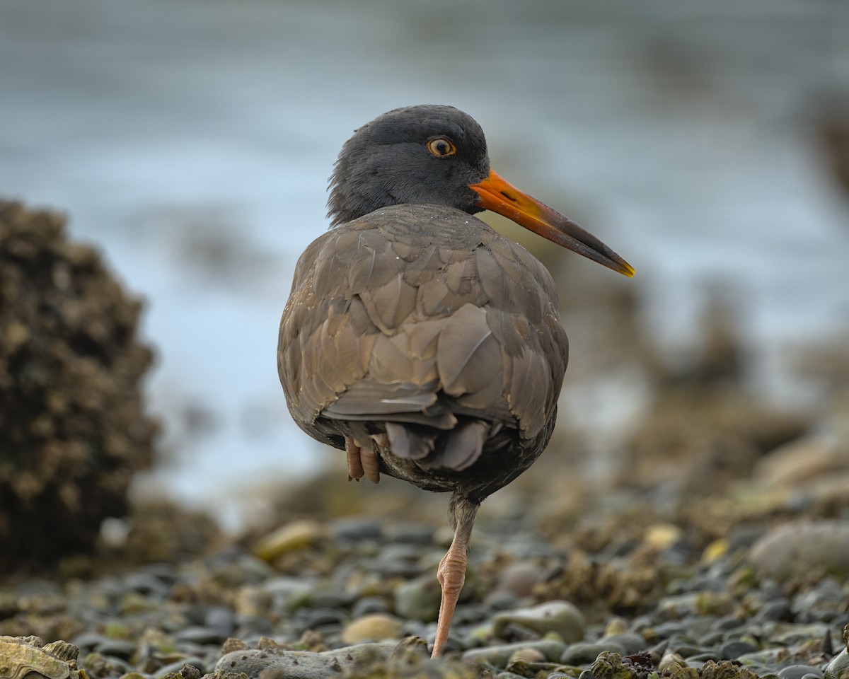 Black Oystercatcher - ML643209220