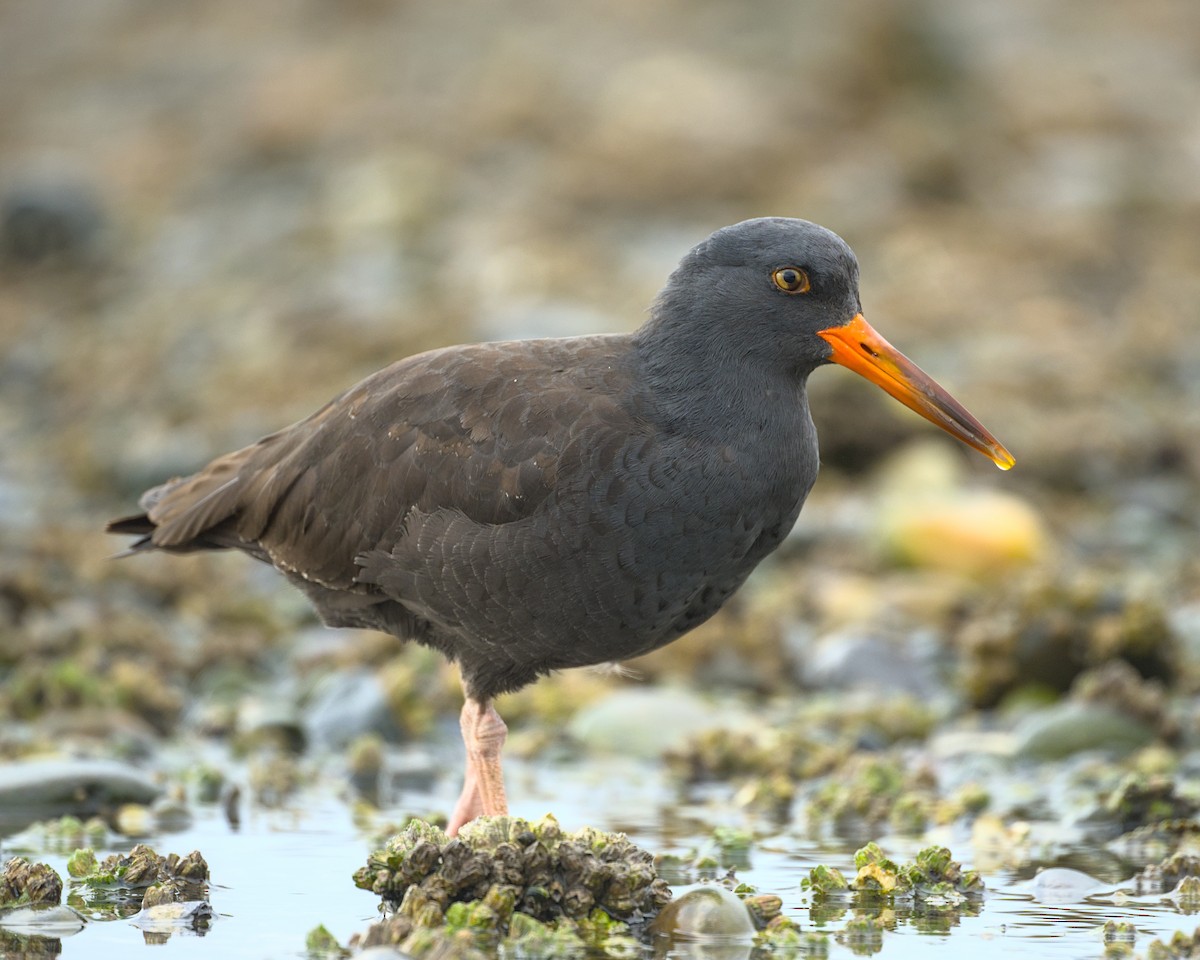 Black Oystercatcher - ML643209221