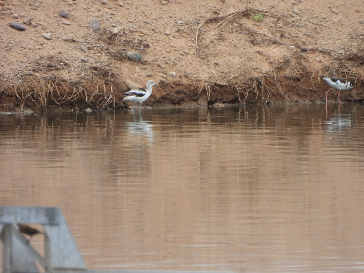 American Avocet - ML643209230