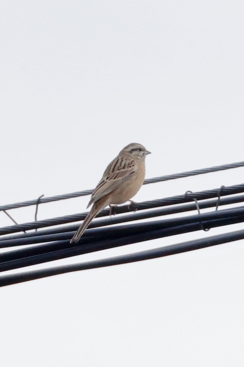 Rock Bunting - ML643209231