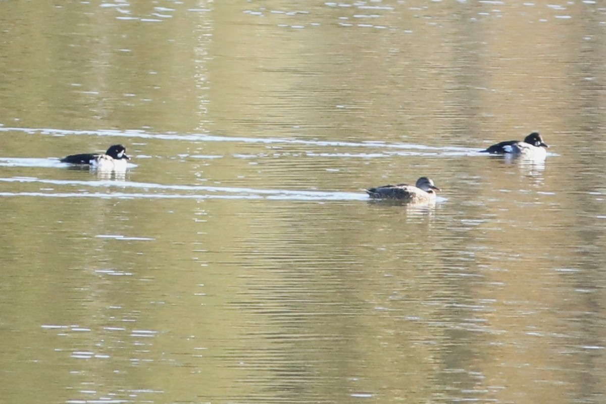 Common Goldeneye - ML643209232