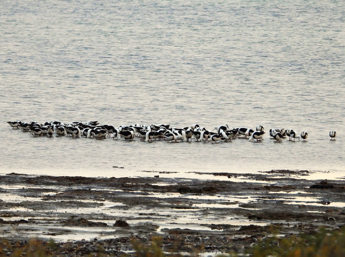 Banded Stilt - ML643209235