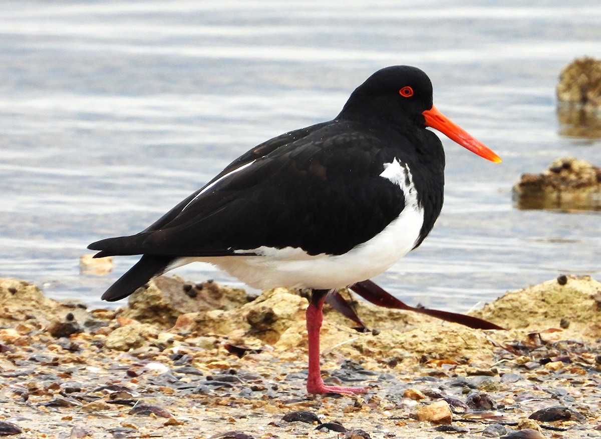 Pied Oystercatcher - ML643209237