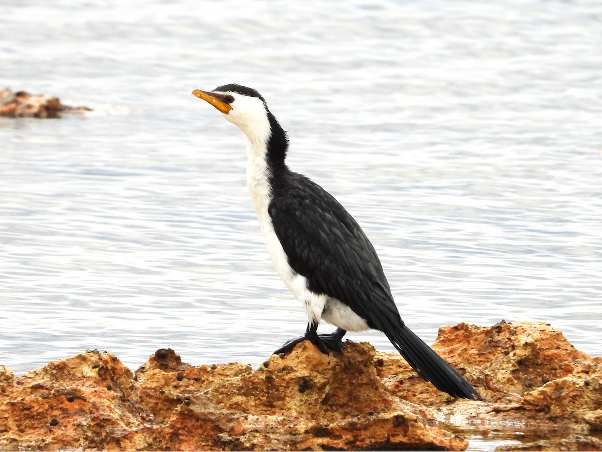 Little Pied Cormorant - ML643209246