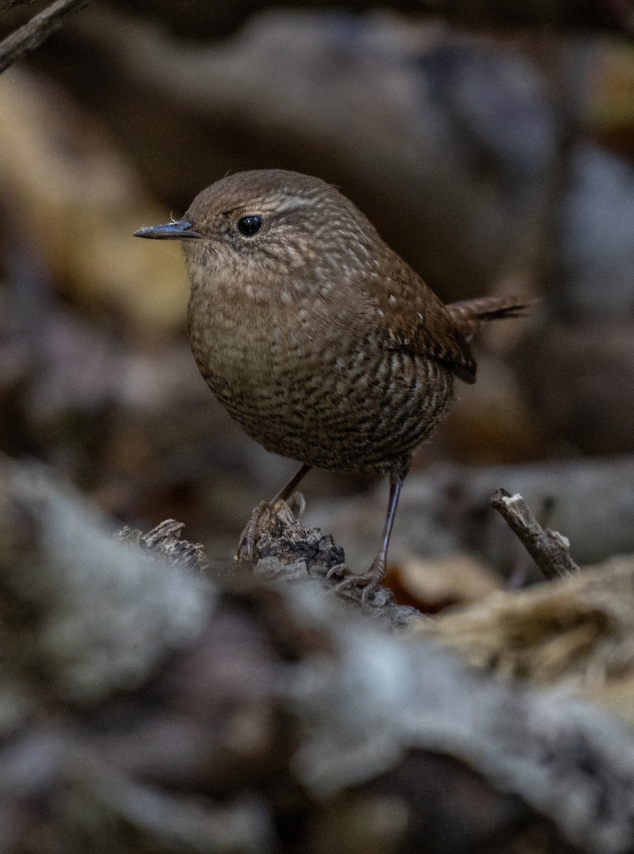 Winter Wren - ML643209284