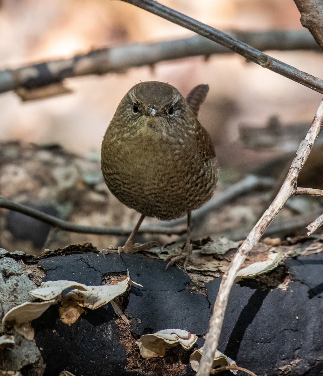 Winter Wren - ML643209292