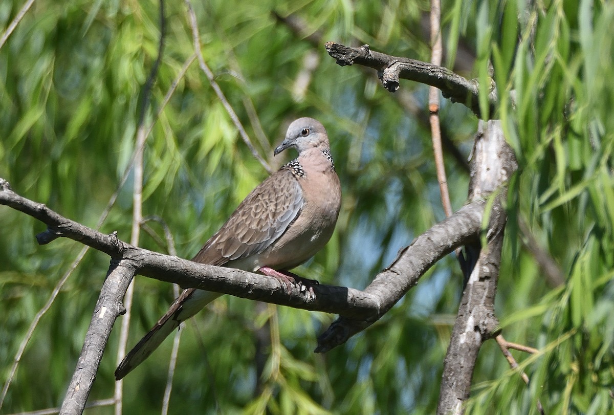 hrdlička kropenatá (ssp. chinensis/suratensis) - ML643209328