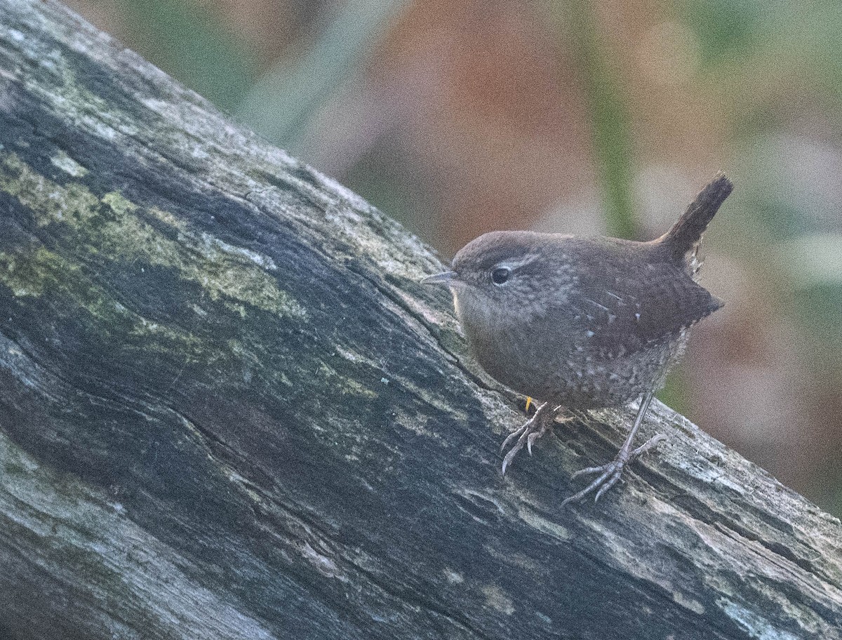 Troglodyte des forêts - ML643209340