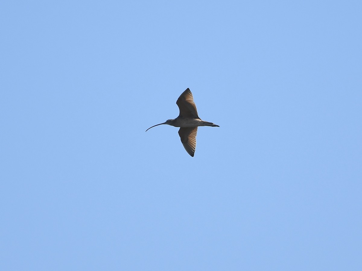 Long-billed Curlew - ML643209353