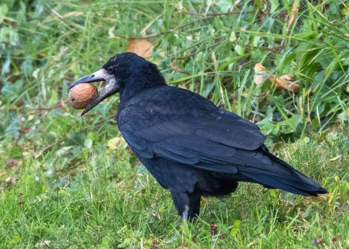 Corbeau freux - ML643209355
