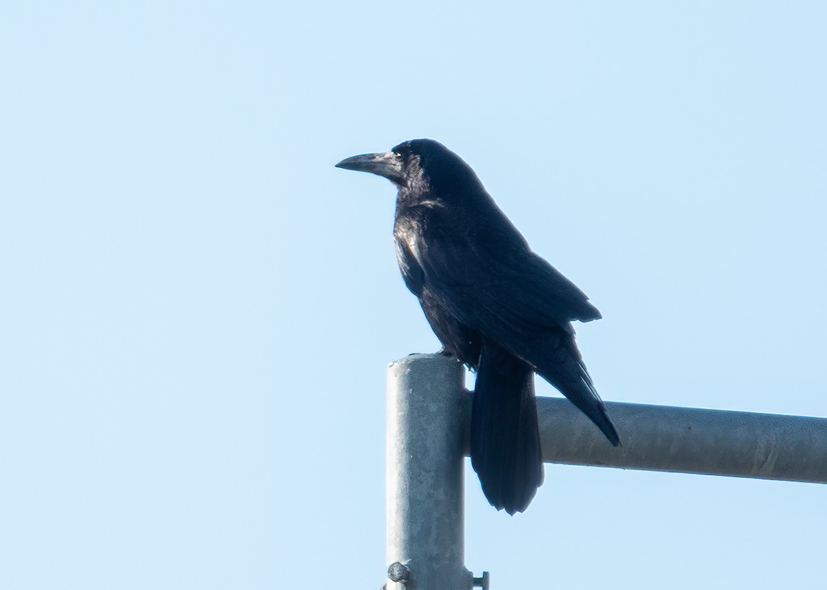 Corbeau freux - ML643209356