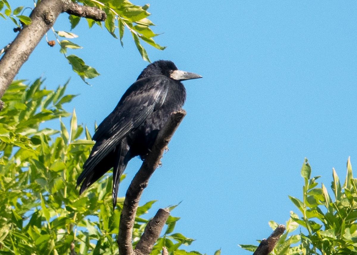 Corbeau freux - ML643209357