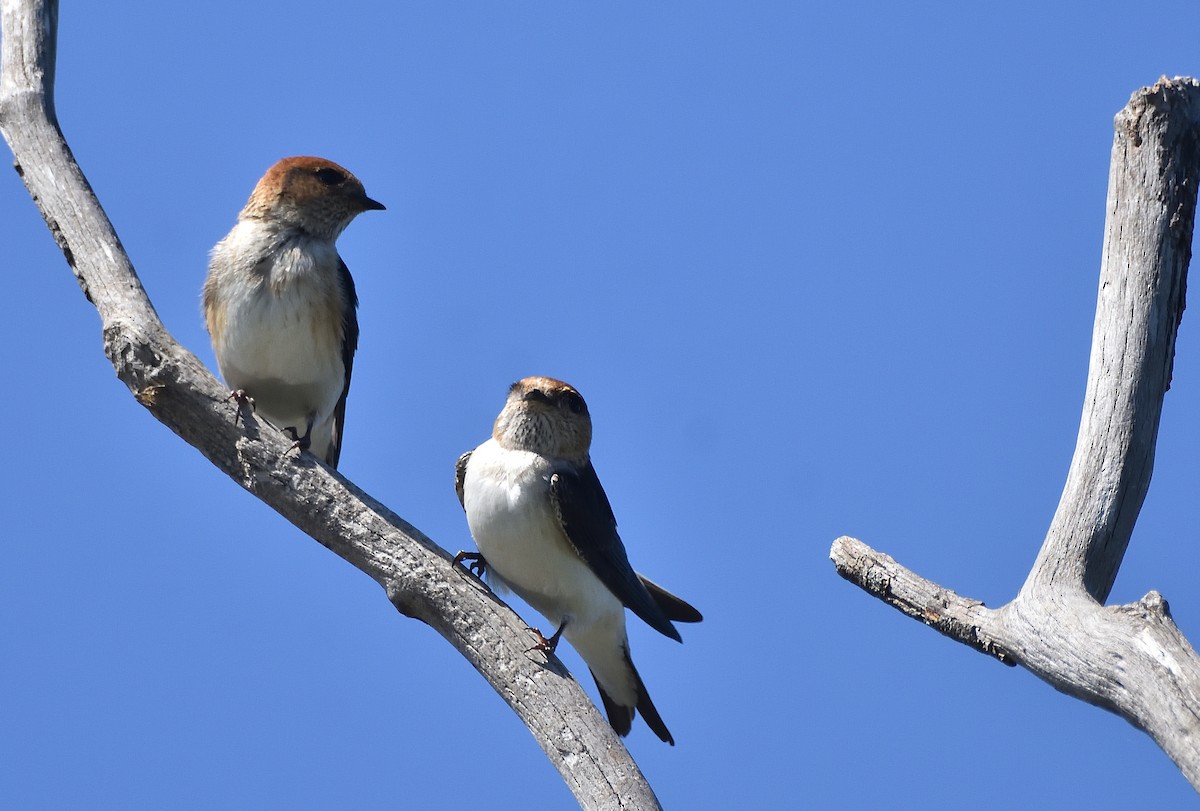 Fairy Martin - ML643209367