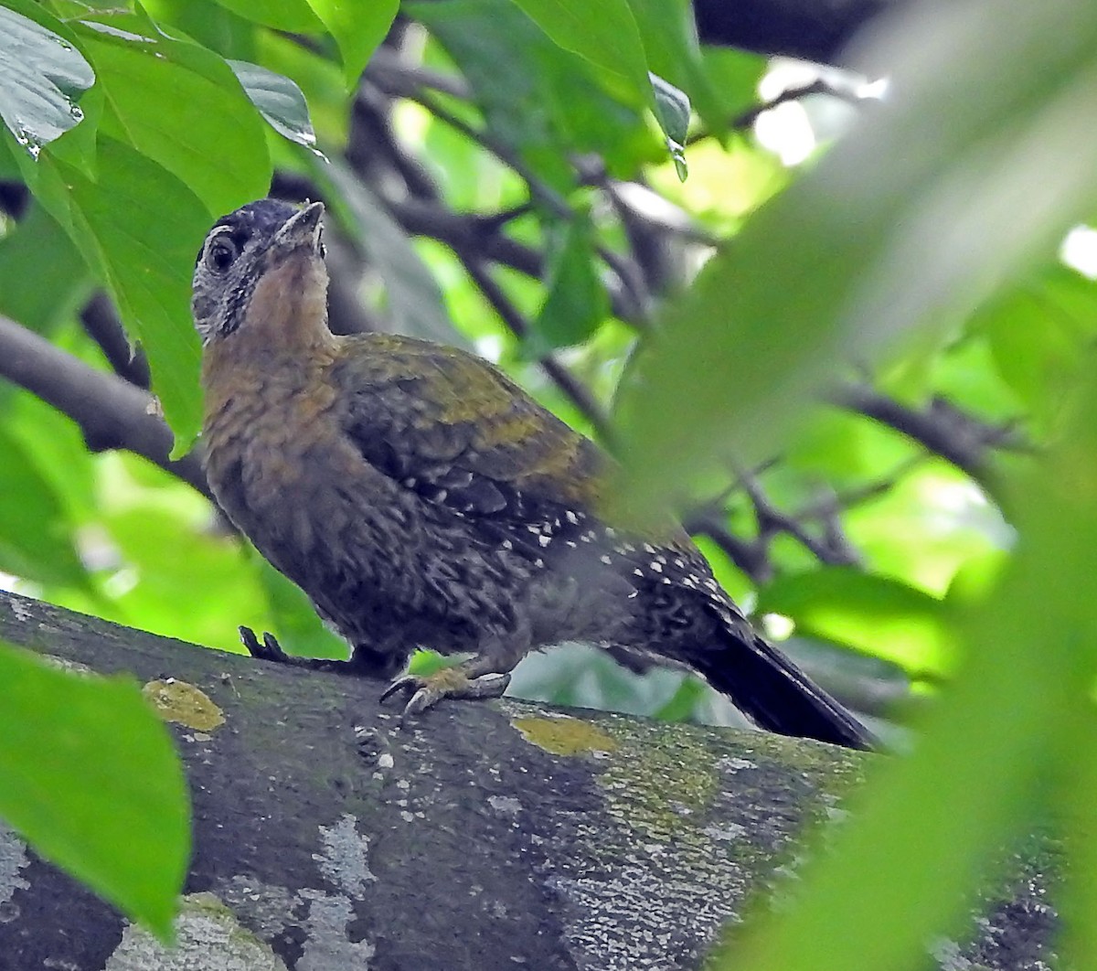 Laced Woodpecker - ML643209388