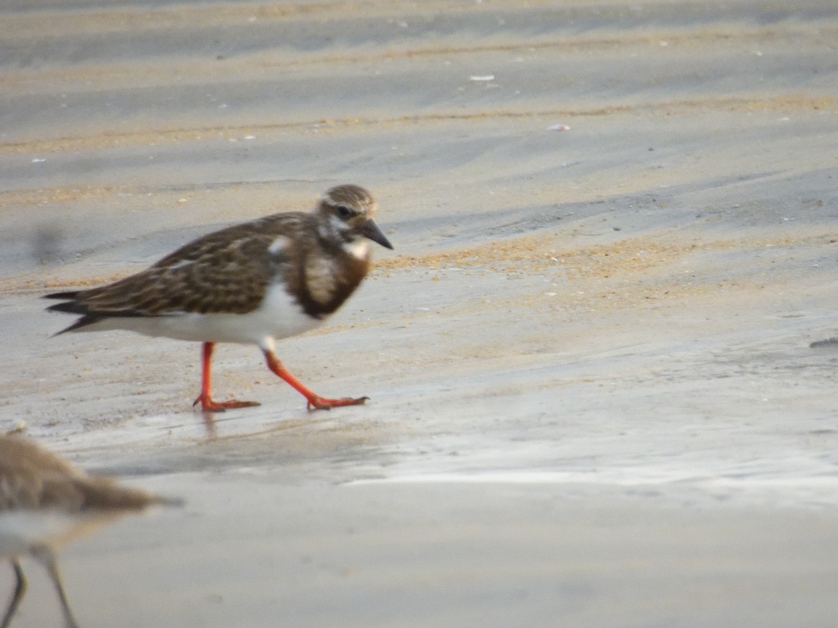 Ruddy Turnstone - ML643209405