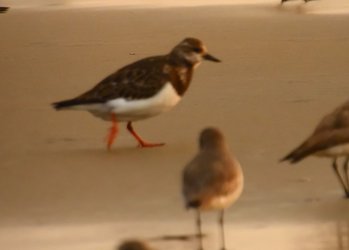 Ruddy Turnstone - ML643209412