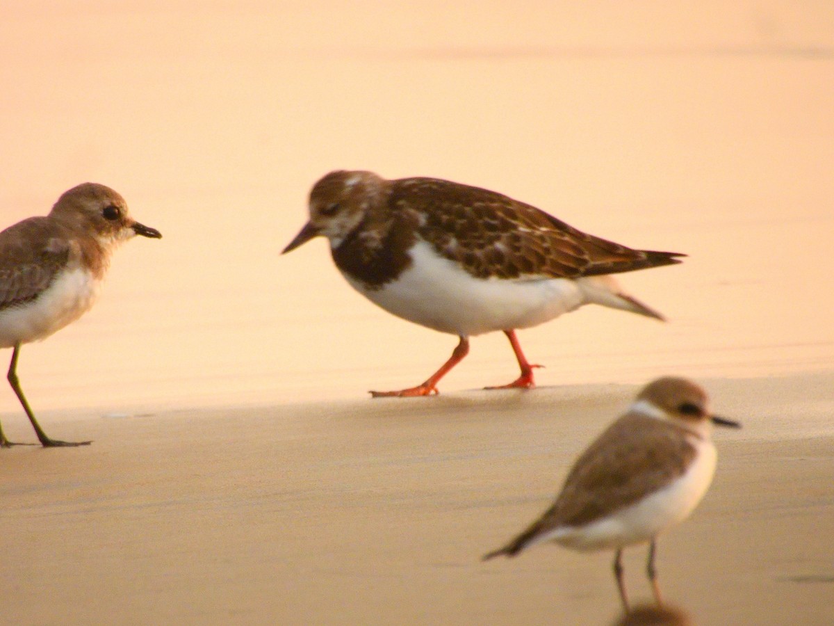 Ruddy Turnstone - ML643209413