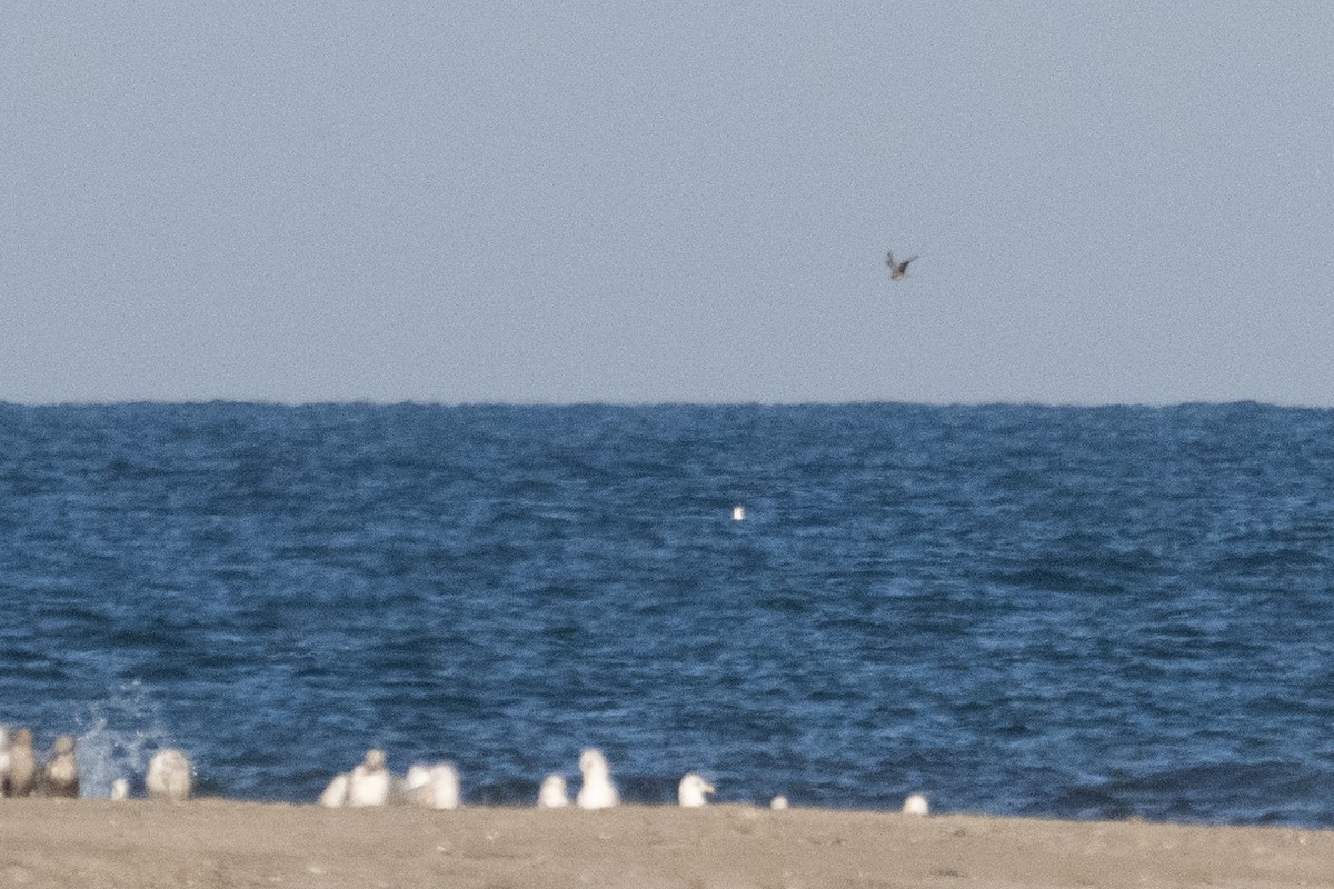 Parasitic Jaeger - ML643209429