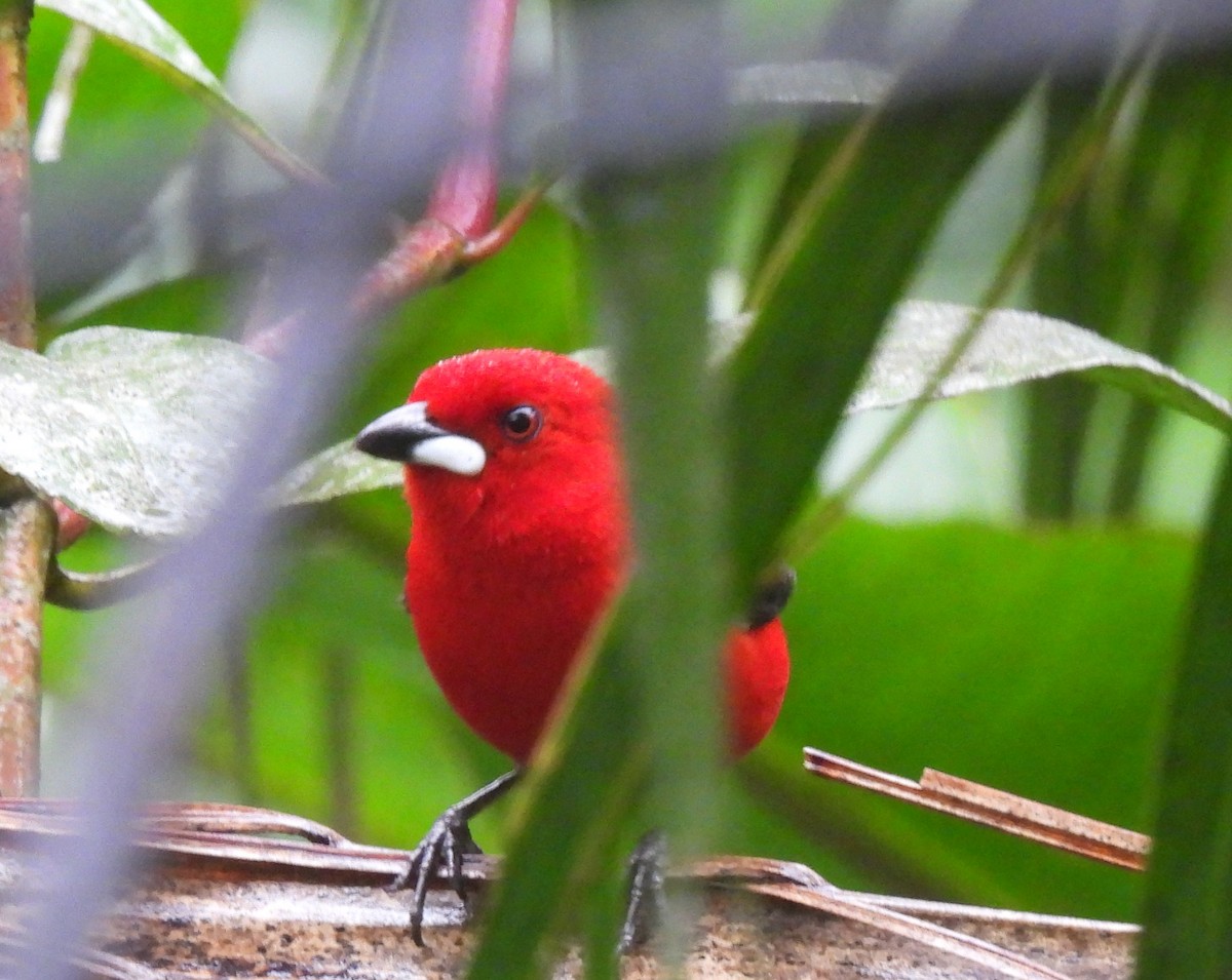 Brazilian Tanager - ML643209430