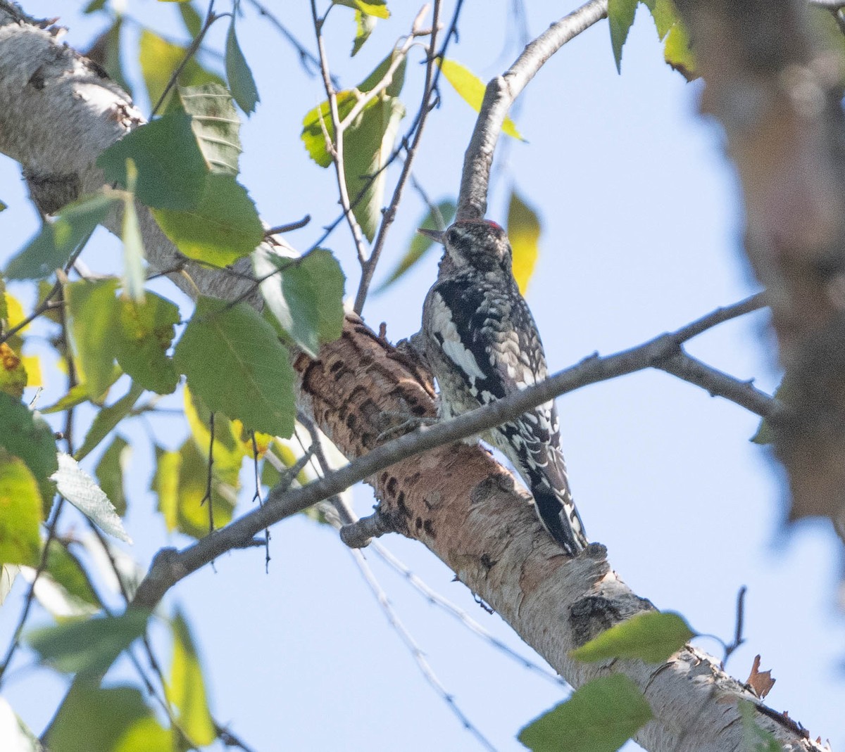 Yellow-bellied Sapsucker - ML643209433