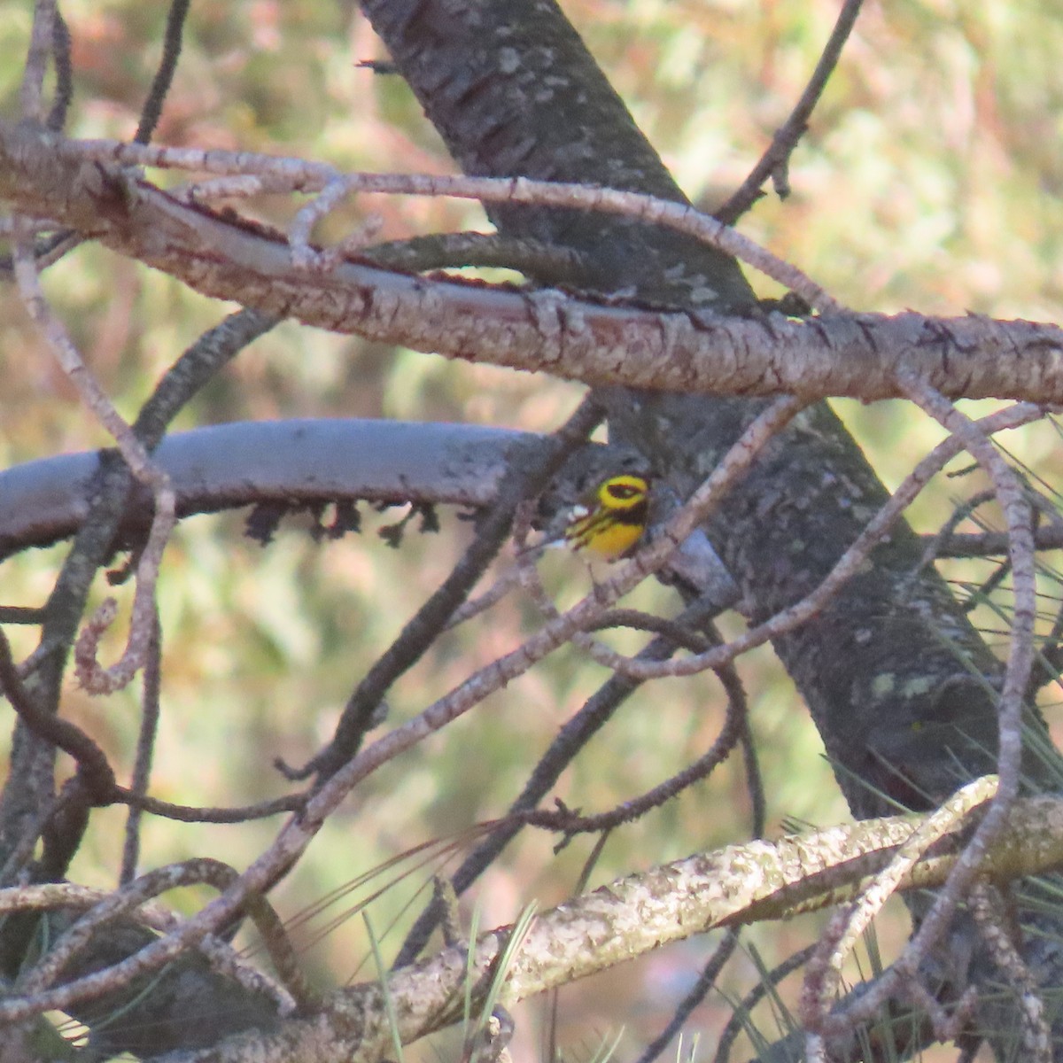 Townsend's Warbler - ML643209436