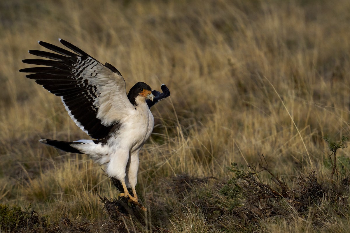 hvitbrystkarakara - ML643209440