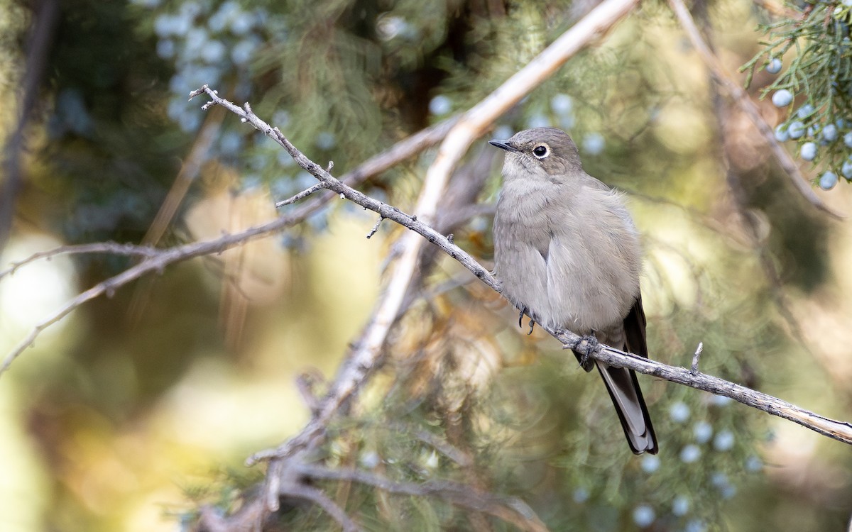 Townsendklarino - ML643209452