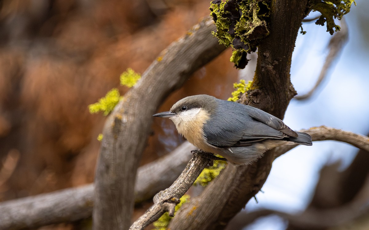 Zwergkleiber - ML643209459