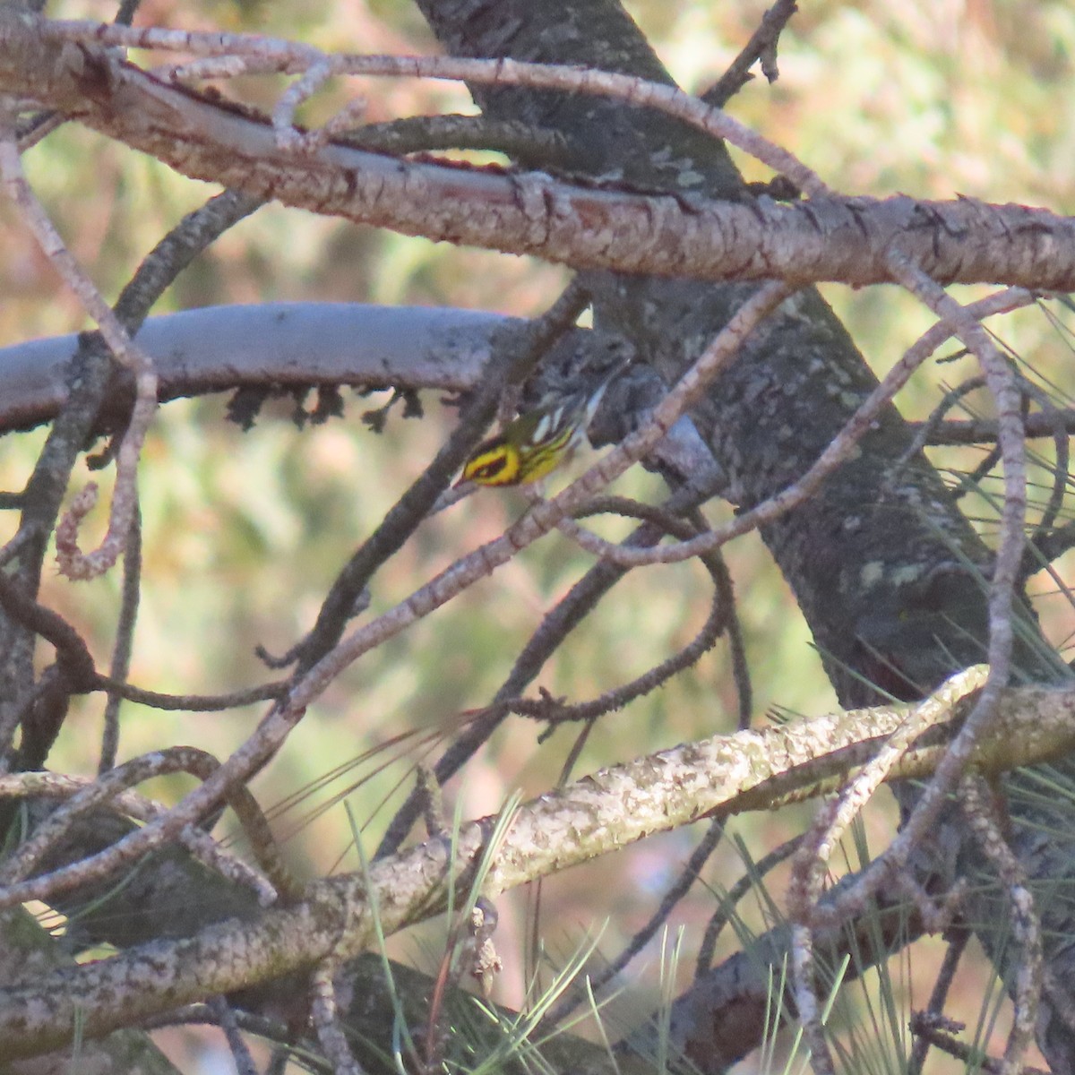 Townsend's Warbler - ML643209460