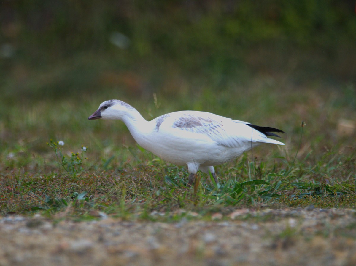 Ross's Goose - ML643209463