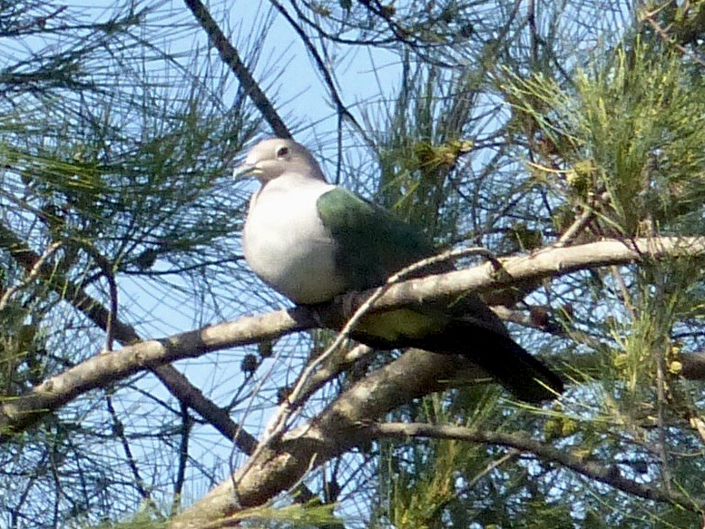 Green Imperial-Pigeon (Green) - ML643209472