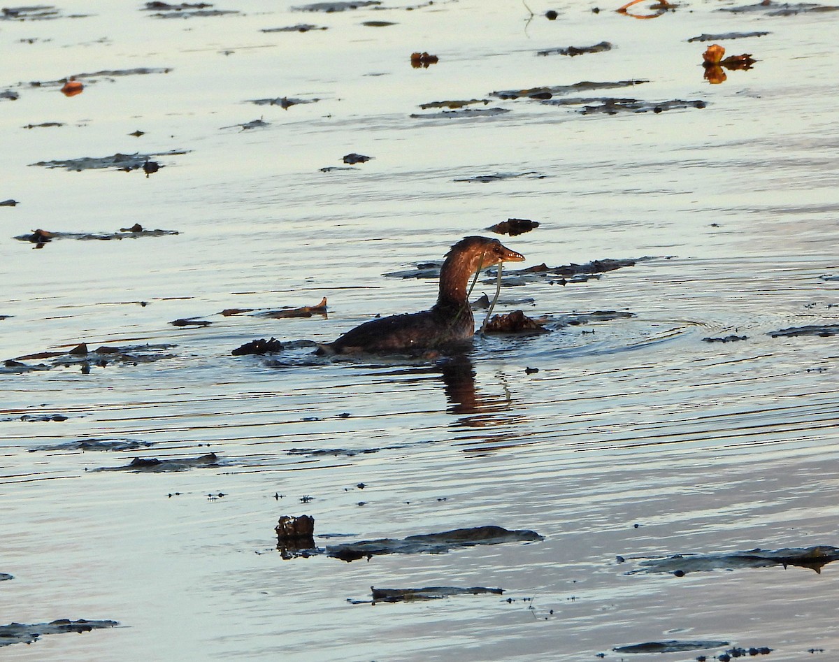 Pied-billed Grebe - ML643209476