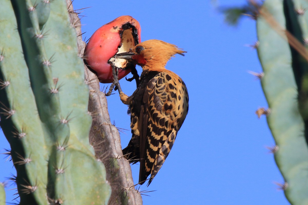 Ochre-backed Woodpecker - ML643209483