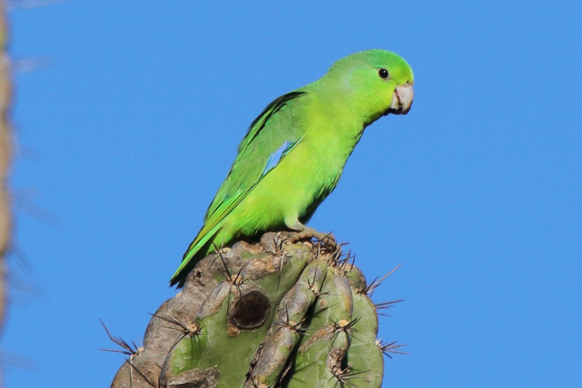 Cobalt-rumped Parrotlet - Fabio Olmos