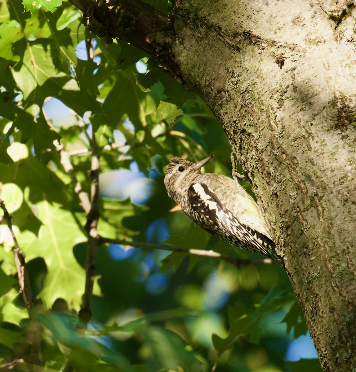 Yellow-bellied Sapsucker - ML643209504