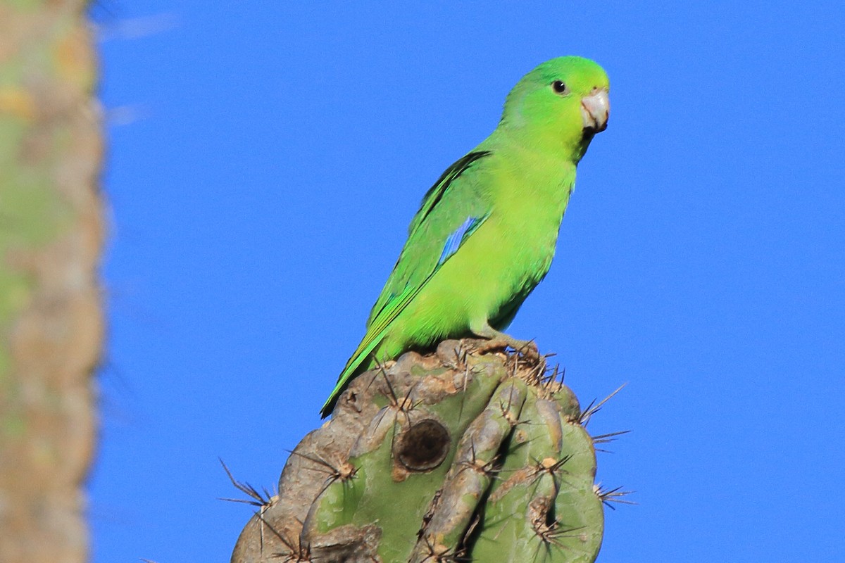 Cobalt-rumped Parrotlet - ML643209505