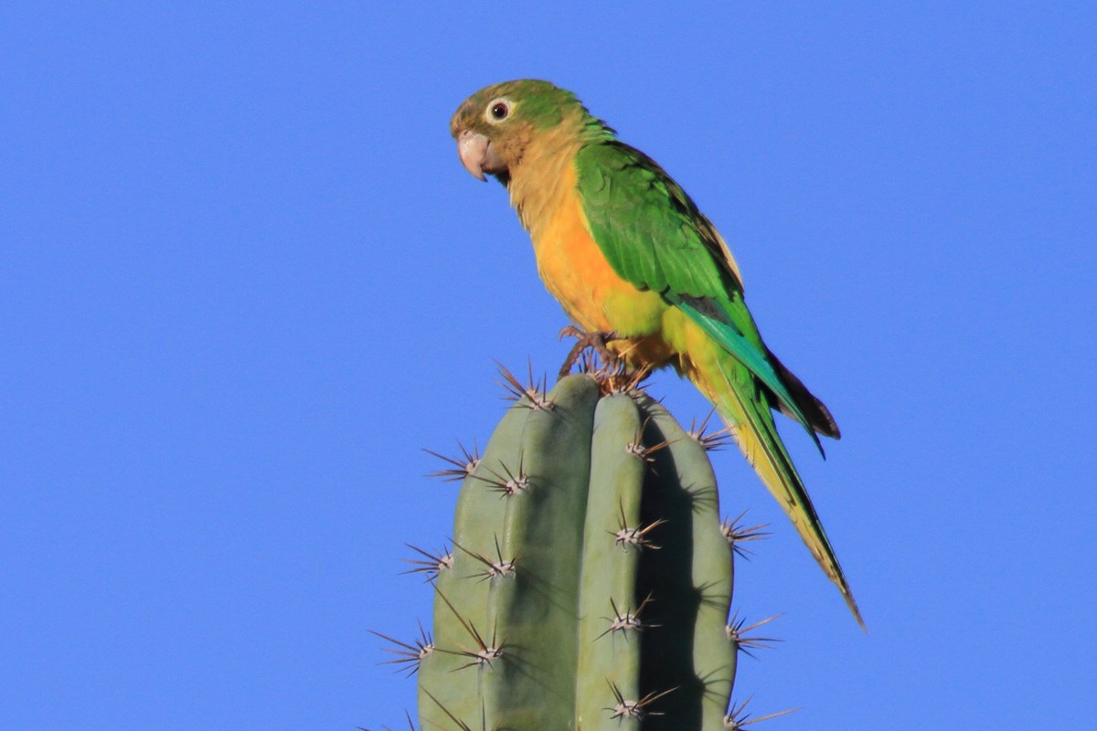 Cactus Parakeet - ML643209506