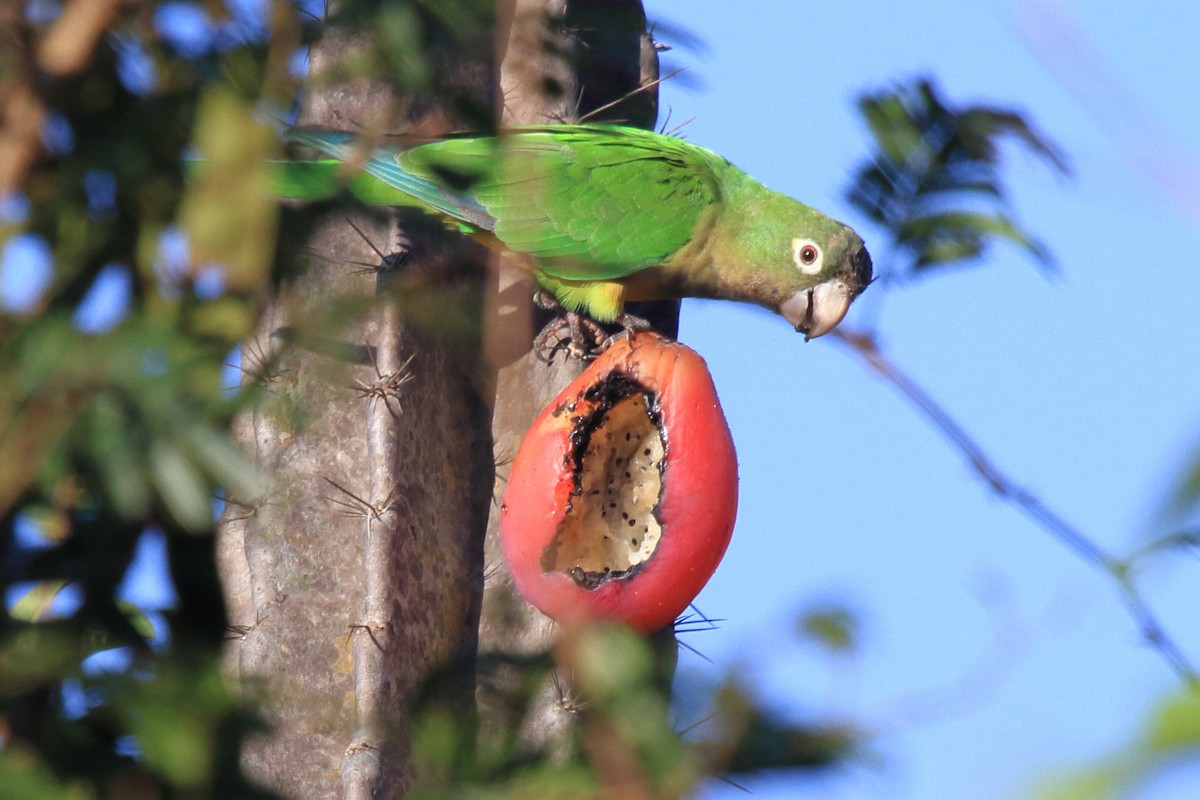 Cactus Parakeet - ML643209511