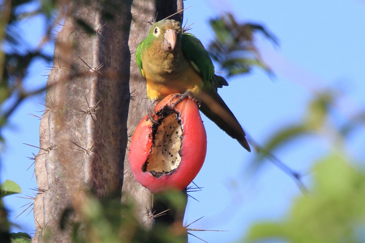 Cactus Parakeet - ML643209512