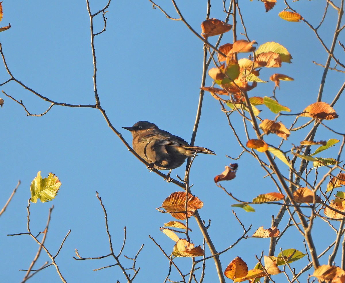 Rusty Blackbird - ML643209516