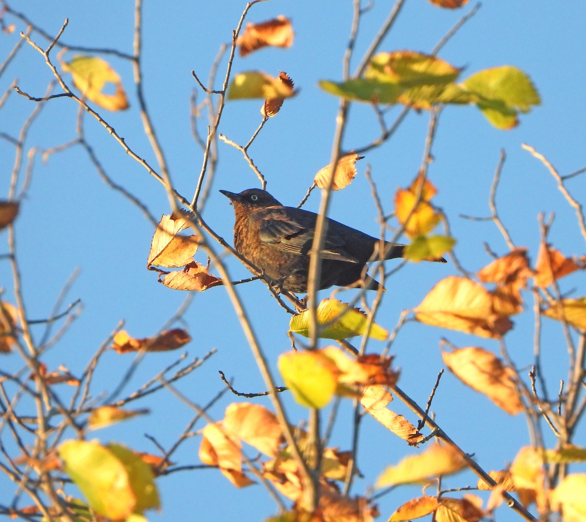 Rusty Blackbird - ML643209517